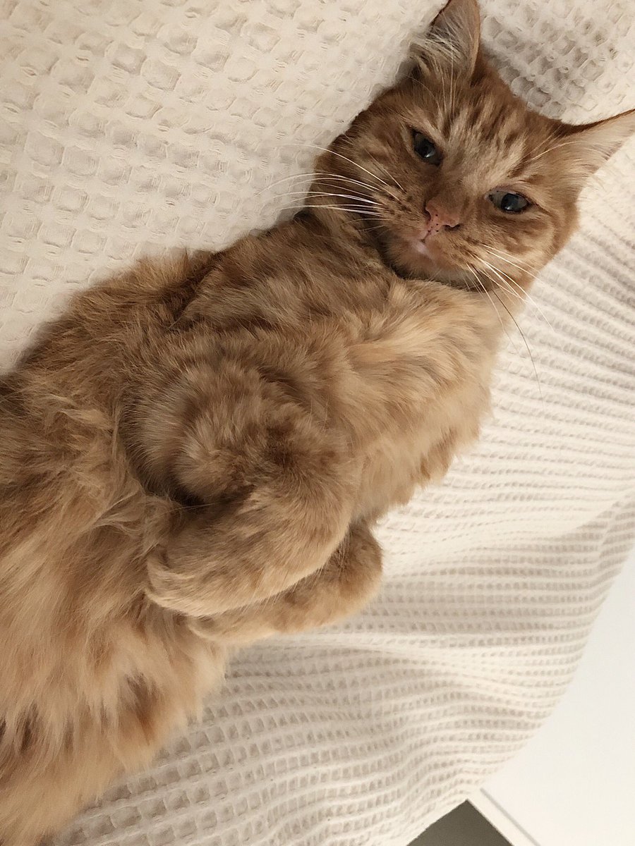 Diana M Teresa🇳🇿🇮🇱🟦✡️✝️ tweet media