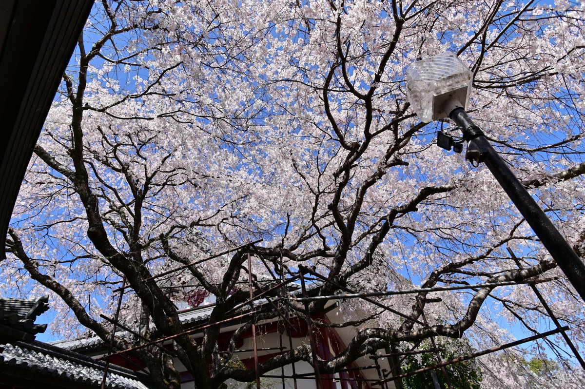 桜を見上げて

#ファインダー越しの私の世界 #写真好きな人と繋がりたい #写真撮ってる人と繫がりたい #お花見