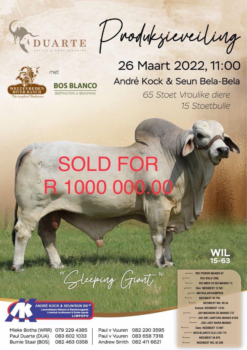 MICHMITCHELL3's tweet photo. One thing we must understand when it comes to breeding you can’t purchase such a bull and pair it C graded cows . Many stud fellow will try and pair this bull with A graded cow with top breeding values .Sometimes you meet a farmer who’s playing the long game . I’ll explain : https://t.co/9d4PTUoptx
