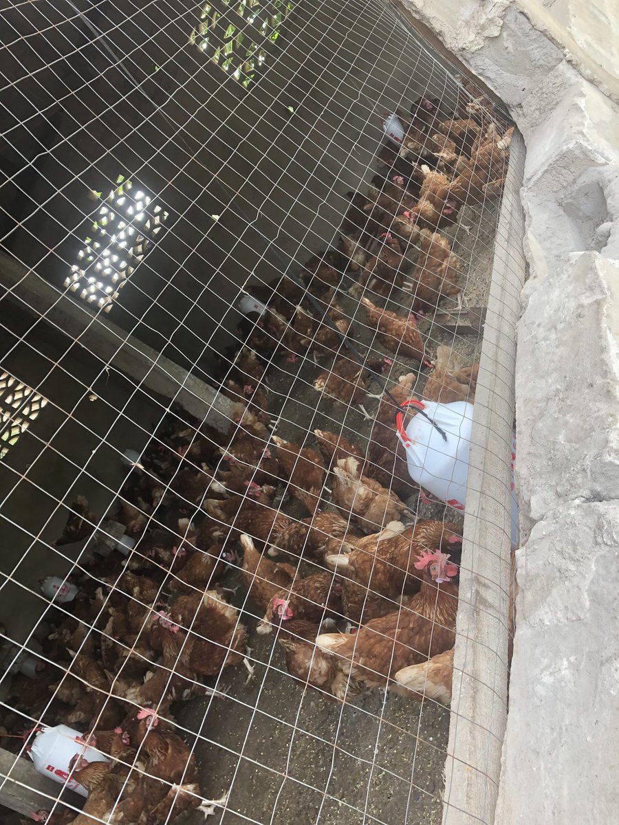 Elie Lomboto🇨🇩🐓 tweet media