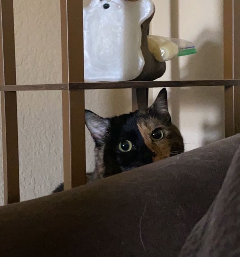 m0r0n___'s tweet photo. emotional support cats https://t.co/7S7OjXgkE9