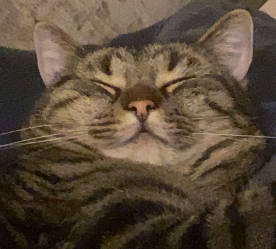 m0r0n___'s tweet photo. emotional support cats https://t.co/7S7OjXgkE9