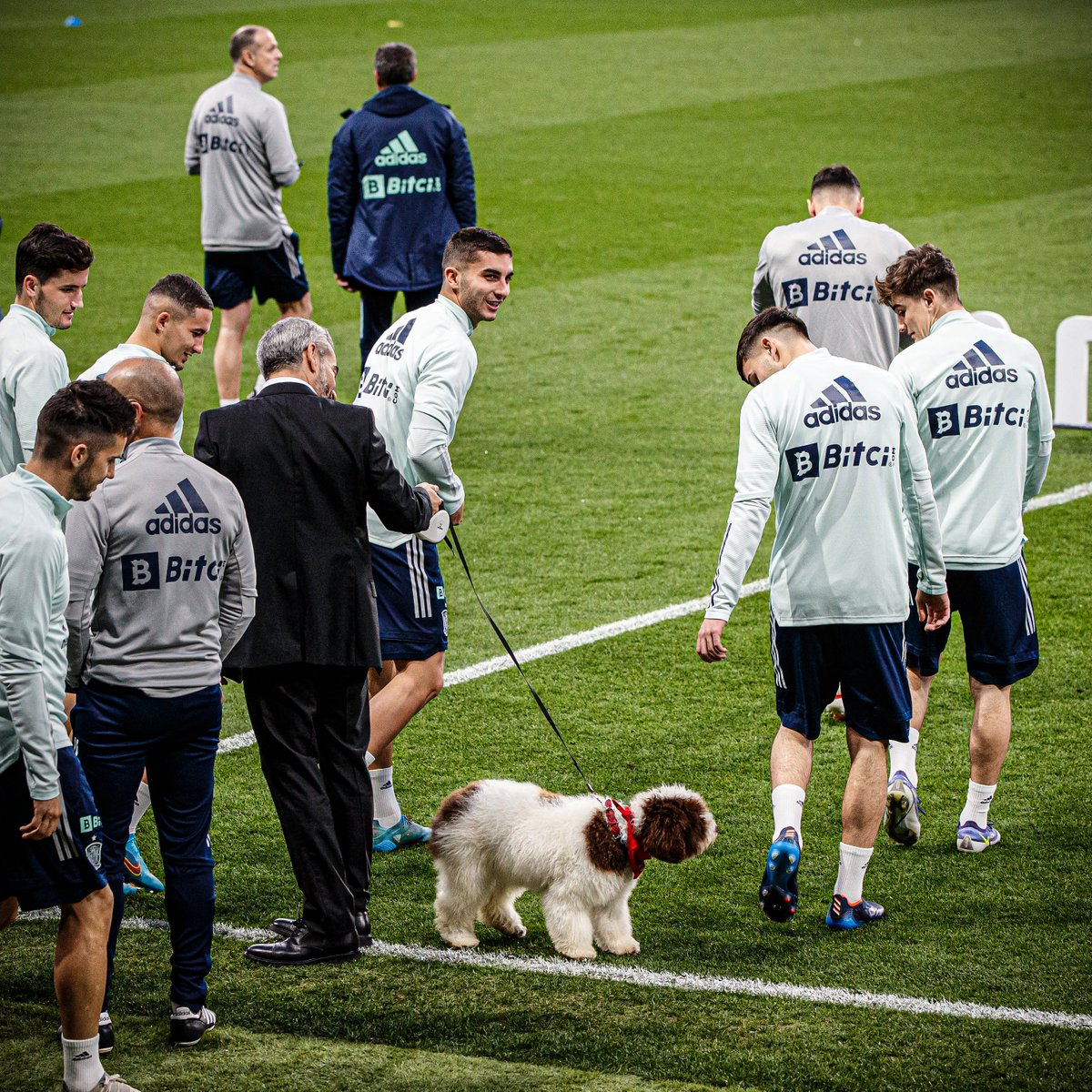 goal's tweet photo. Meet Musa, he's Spain's new national team mascot 🐶 https://t.co/MQ4SZ26Mwz