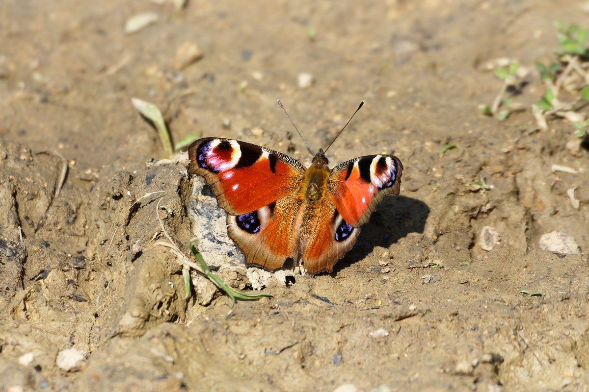 Peacock and Comma butterflies https://t.co/yEwiHp1E3m