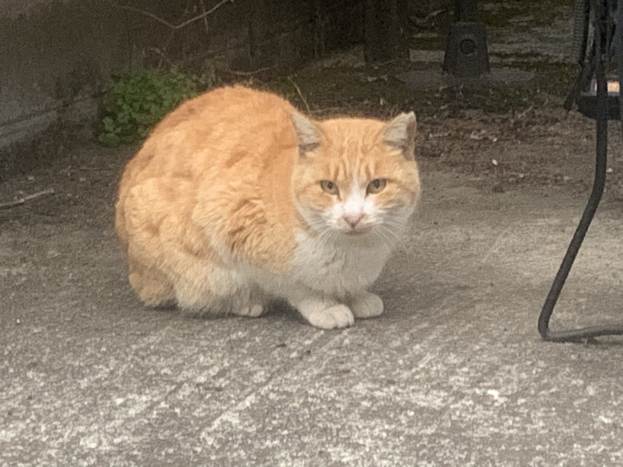煉 虎徹 ほんで近所で最近よく見る猫 虎徹の兄弟かなぁ T Co F1u6zxcjwu Twitter