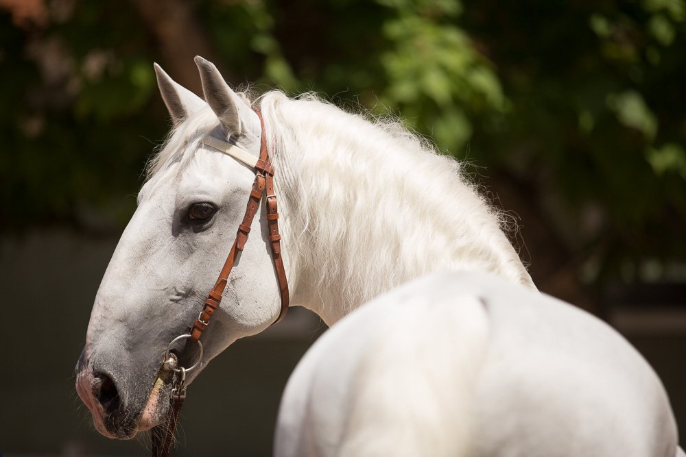портрет белой лошади. лошадь с белыми волосами. голова белого коня. лошади породы марвари. белый конь с красной головой у индусов.