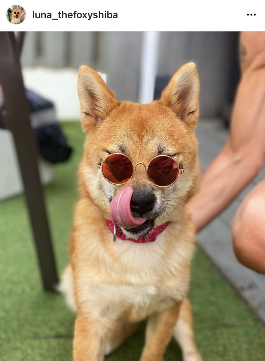 Corey_Collins_'s tweet photo. @OfficialPLT @OfficialPLT #PLTpet Meet Luna, the 1 year old Foxy shiba inu, a Shiba inu is a perfect breed as they look like a dog but act like a cat so they represent both cats and dogs and look at her face, whats not to love 🥰🦊 🐕 https://t.co/f6moVSUeGp