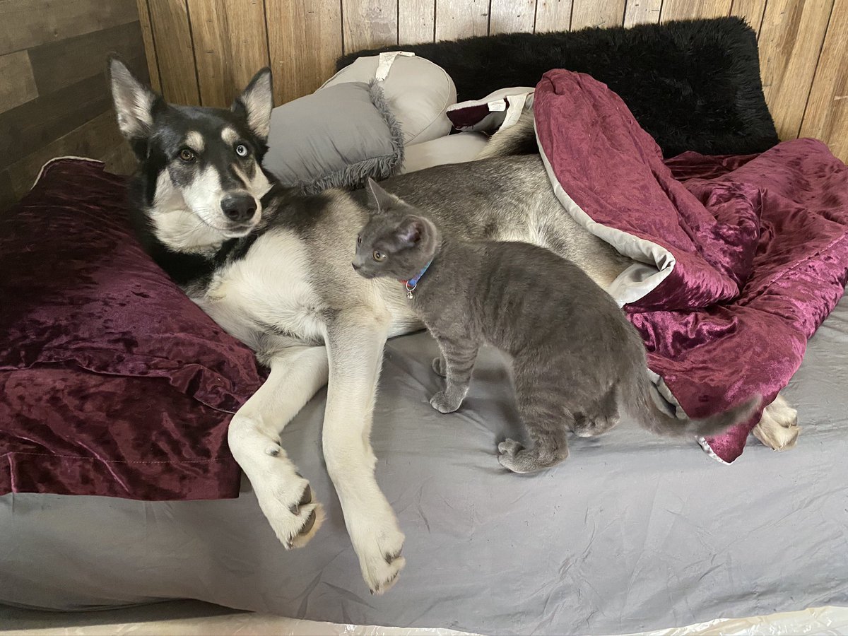 #PhotoChallenge2022March day 27 starts with “M” : Mouse 🐭. We have a cat named Mouse and They are Best Friends ! #twitterdogcommunity #dogtwitter