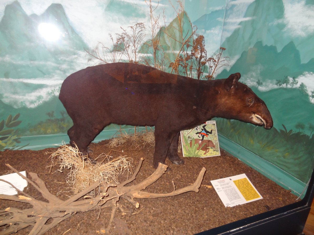Something I really like about the #Tintin comics is that some of them include unusual wildlife, like this #mountaintapir (Tapirus pinchaque), which has a cameo in 'Prisoners of the Sun'. Photo from the Zoologial Museum of Strasbourg.