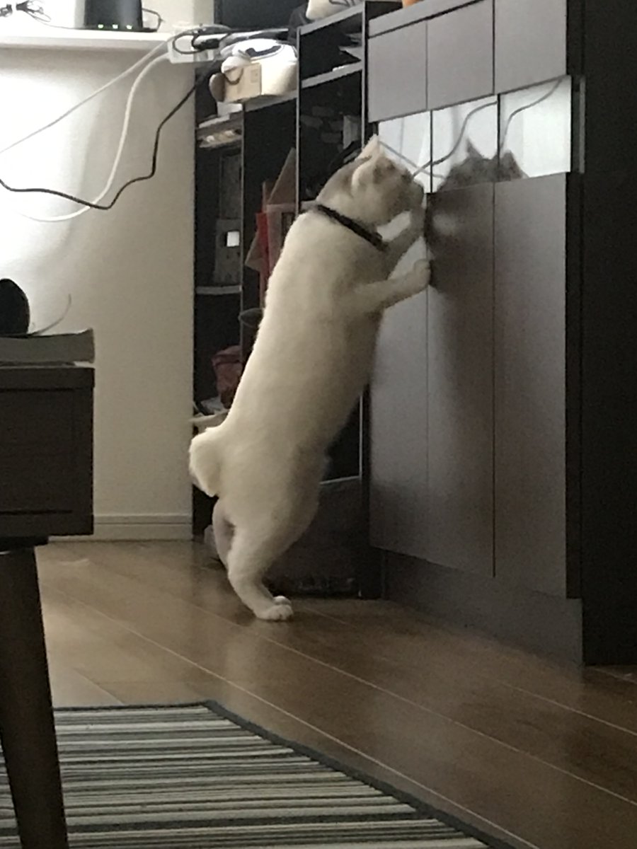 おーい バレてますよ ゴハンを盗み食いしている猫さんの 哀愁漂う背中 が何だかカワイイ ねこニュース