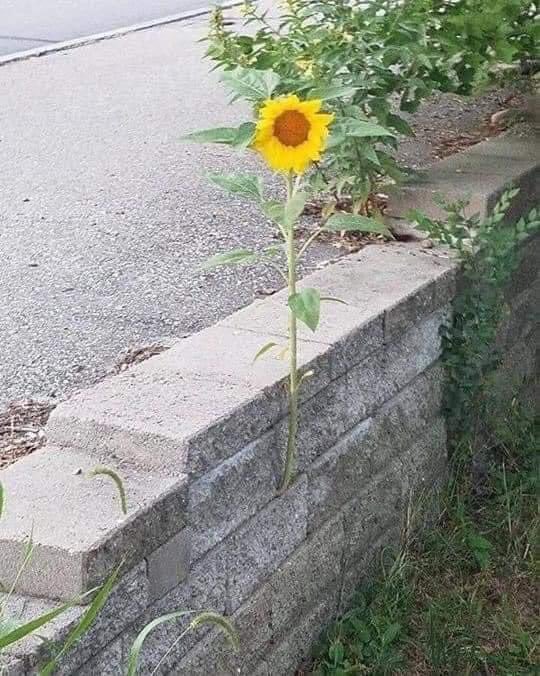 WaltJackman's tweet image. What are you learning from this picture ?🤔