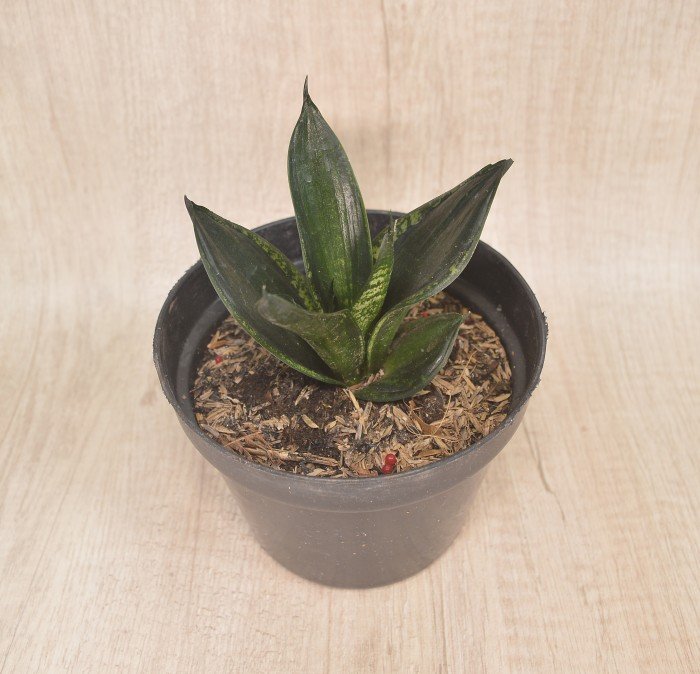 ManfaatTaman's tweet photo. Coba cek ini, deh: "Tanaman Hias Sansevieria Trifasciata Hahnii Loops Pride" Rp80.000 di toko Taman Manfaat Tokopedia. Bisa bebas ongkir, lho.
https://t.co/gT02WpUT44 #tokopedia #jualtanamanhias https://t.co/KSC4EBVEfh