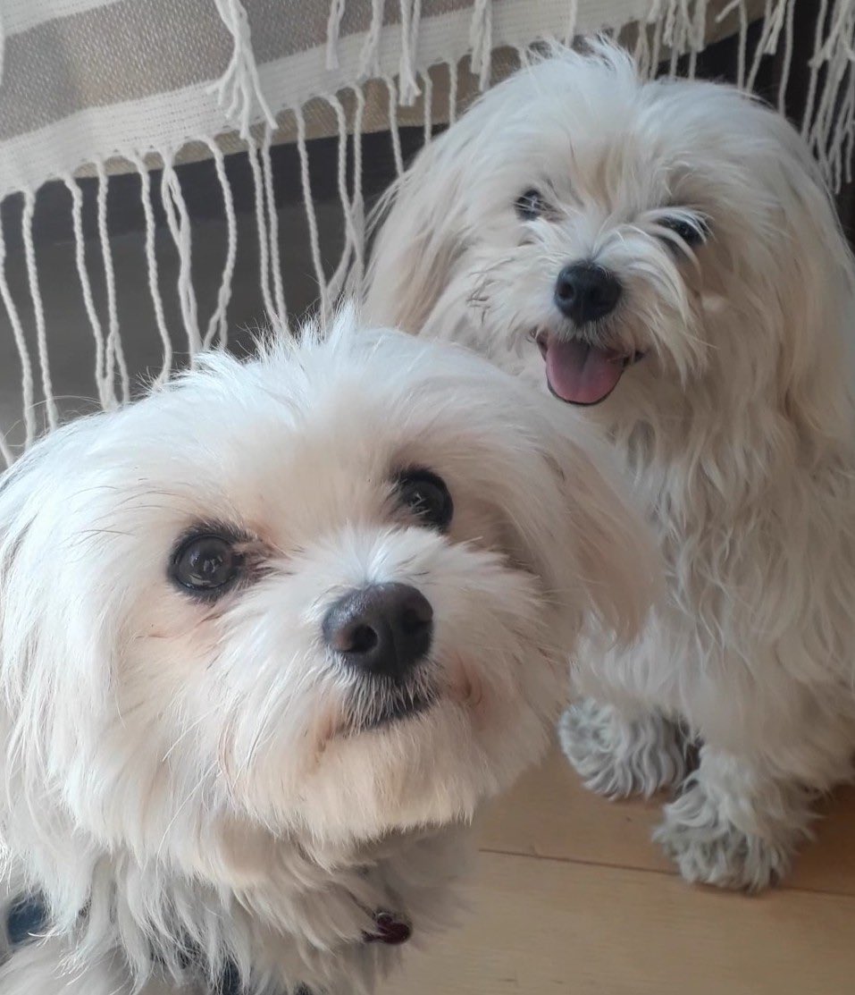 WigsWobbles's tweet photo. @BrodHiggins did someone say walk? https://t.co/mepDMSBcqj