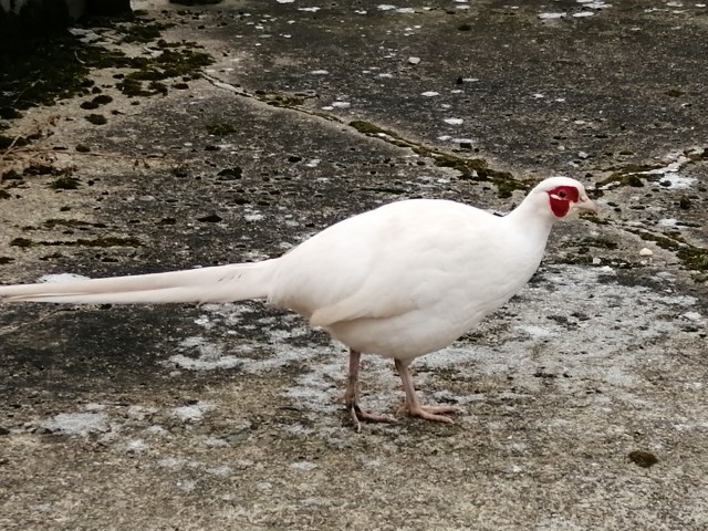 ciderbloke's tweet photo. Considering the flood of pheasants that seem to swamp the farm I have only ever seen 2 'leucistic' or white pheasants. Not an albino as they have black eyes but it is a genetic abnormality and of course a huge disadvantage for the bird. https://t.co/rtgoPlWVYR