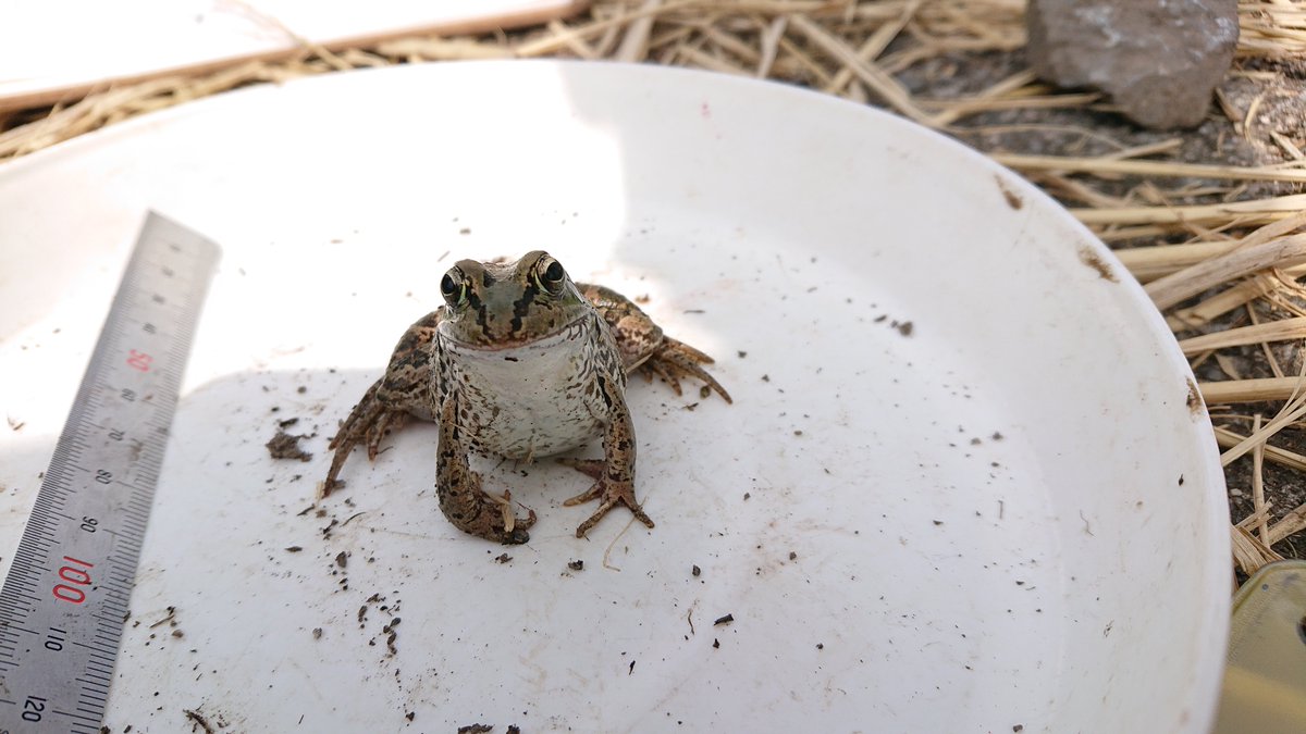 ryoha_ous's tweet photo. 両生爬虫類研究会は、随時メンバー募集中！

写真のカエルはナゴヤダルマガエル（Pelophylax porosus brevipodus）です！

＃春から岡山理科大学 https://t.co/uKCaLlPi6X