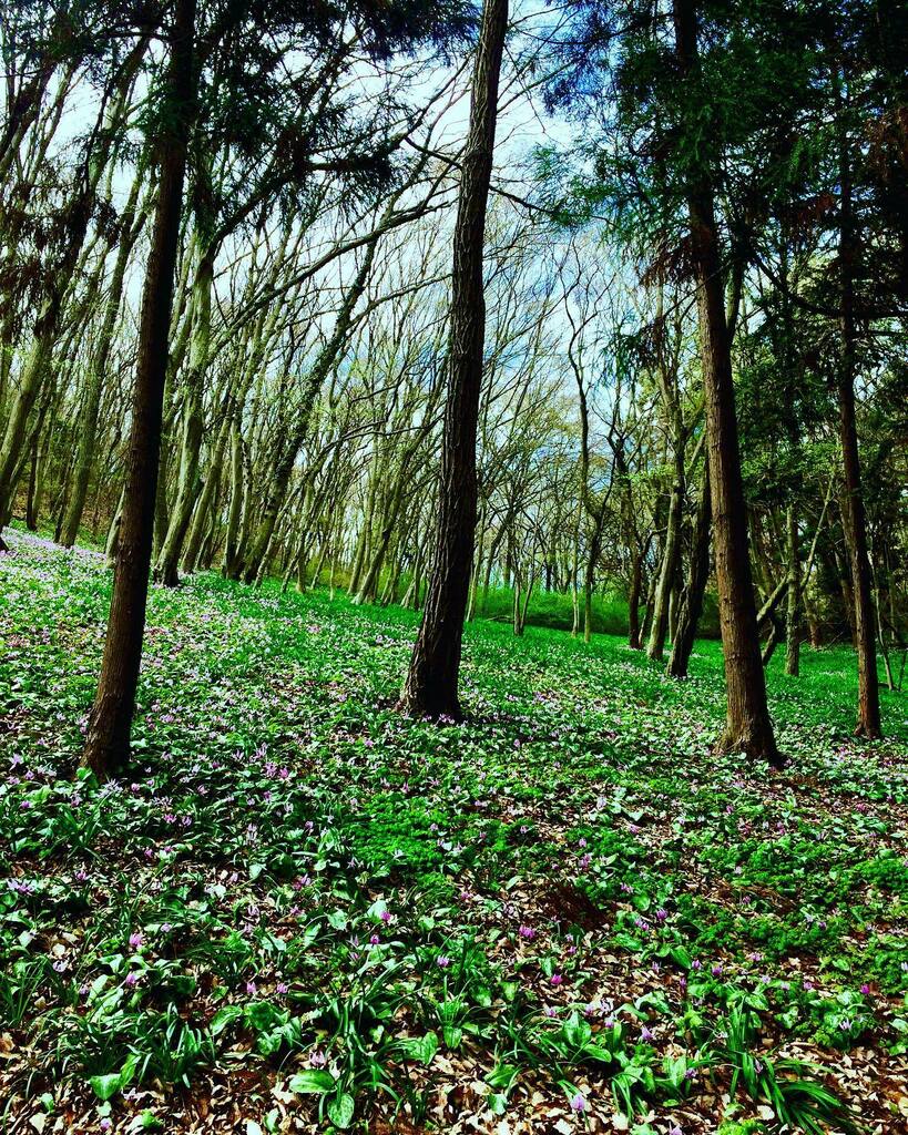 takuji_ichikawa's tweet photo. All the slopes of the mountain are covered with erythronium flowers!!!
#erythronium #springflowers🌸 #manyflowers #natureflowers #natureflower #natureplants https://t.co/TXCwiJc70G