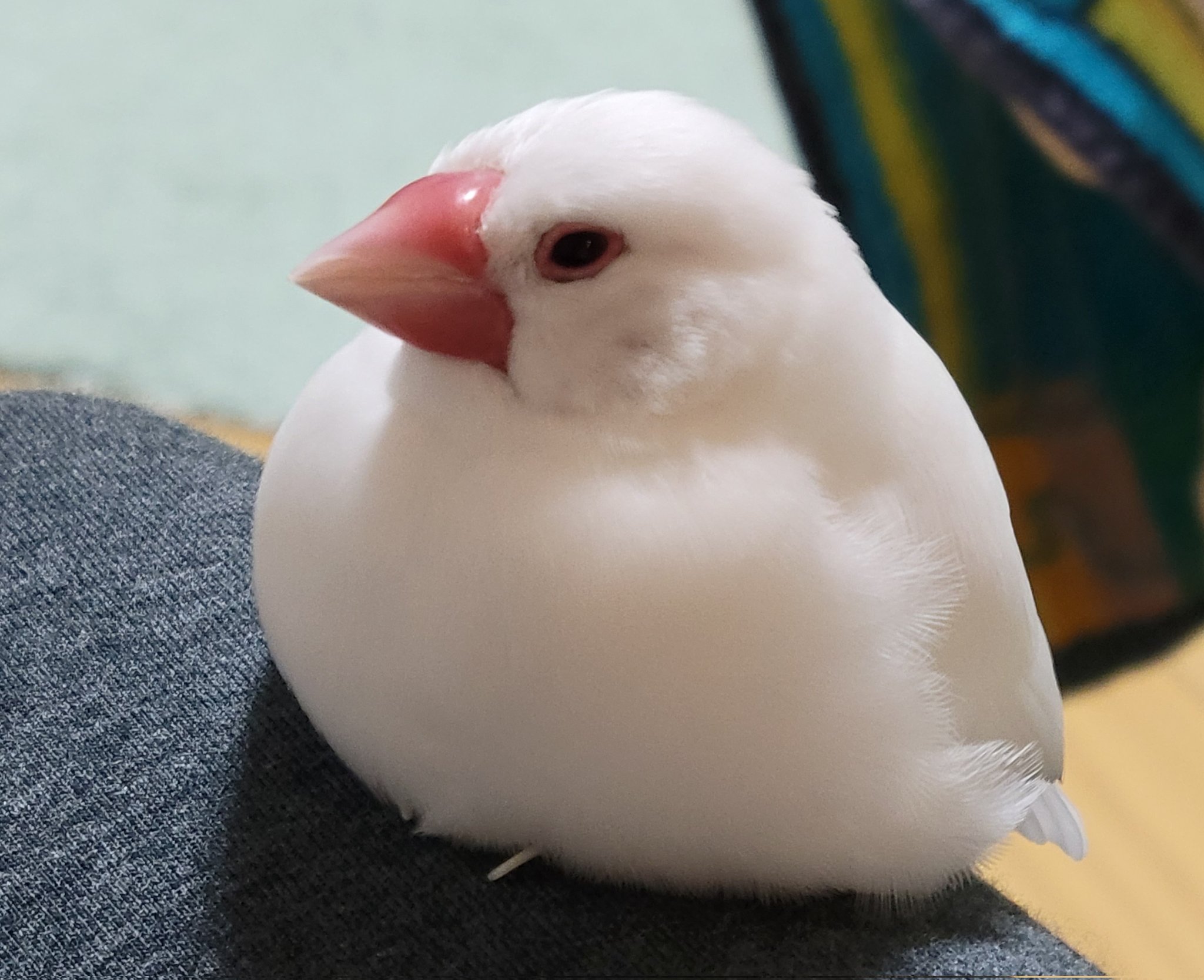 ラブブ Pin for Love H&W × 白文鳥&桜文鳥 ラブブ Pin for Love H&W × 白文鳥&桜文鳥 レジン白アクセサリー