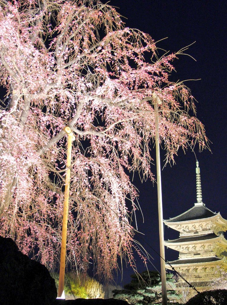 shirohandtetsu's tweet image. 東寺のさくら🌸は満開ではないですが、ライトアップされていてきれいです✨
#東寺 #夜桜 #ライトアップ #京都の桜 #京都 #写真好きな人と繫がりたい #旅行好きな人と繋がりたい #JapanTravel #trip #kyoto