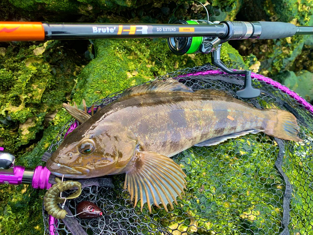 fish_kumagai's tweet photo. 最近は貴重なバイトがあってもすっぽ抜けが多く、しばらく釣れてませんでしたが、午後からちょこっと行ってみると53.41と久しぶりに良いサイズ出ました😂
やっぱり春はDBユーマ強いなあ🐟
最近週末になると強風と花粉でしんどいですね😖
#アピア #APIA #DDextend #95mhx https://t.co/Q06zhWVujK