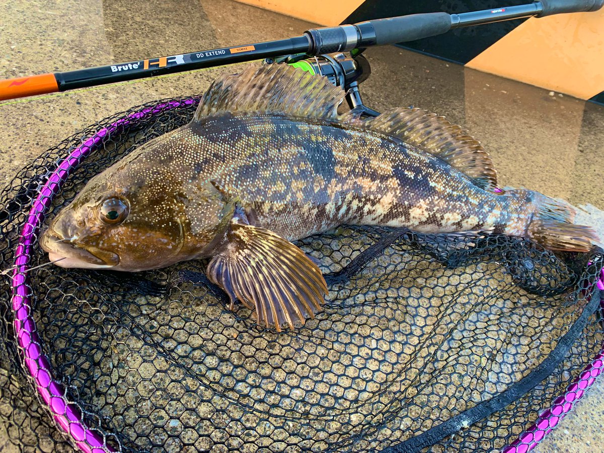 fish_kumagai's tweet photo. 最近は貴重なバイトがあってもすっぽ抜けが多く、しばらく釣れてませんでしたが、午後からちょこっと行ってみると53.41と久しぶりに良いサイズ出ました😂
やっぱり春はDBユーマ強いなあ🐟
最近週末になると強風と花粉でしんどいですね😖
#アピア #APIA #DDextend #95mhx https://t.co/Q06zhWVujK