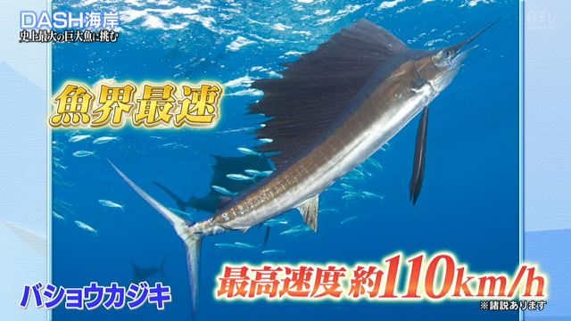 桝アナ 大学の自己紹介でカジキを釣った桝太一ですと言いたい Dash海岸に参加したい後輩ジャニーズも飛び入りでカジキ漁 鉄腕dash Togetter 桝アナ 大学の自己紹介でカジキを釣った桝太一ですと言いたい Dash海岸に参加したい後輩ジャニーズも飛び入りでカジキ漁 鉄腕dash Togetter