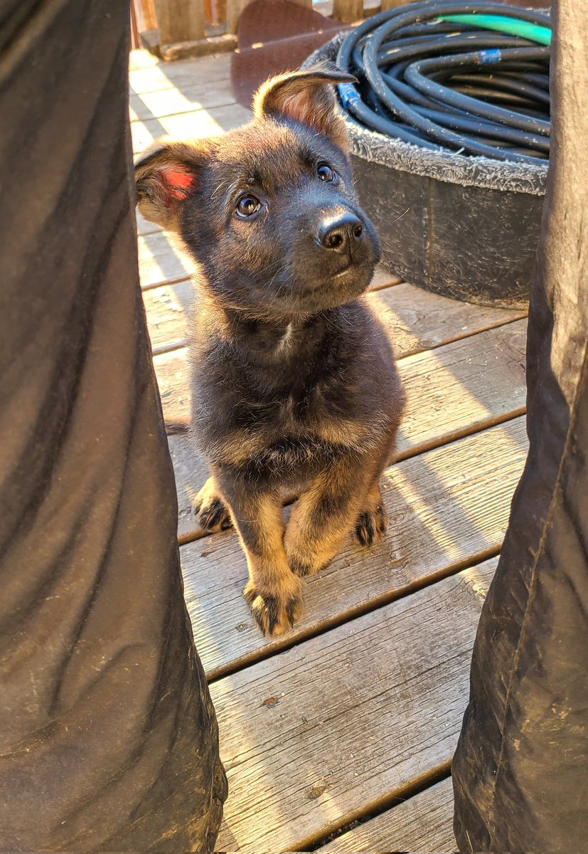 JBMEquiFarms's tweet photo. Must take random pics to show how little he really was.
(9 weeks old) #muffit #gsd #GermanShepherd #puppypics #puppy https://t.co/REm4ERWekx