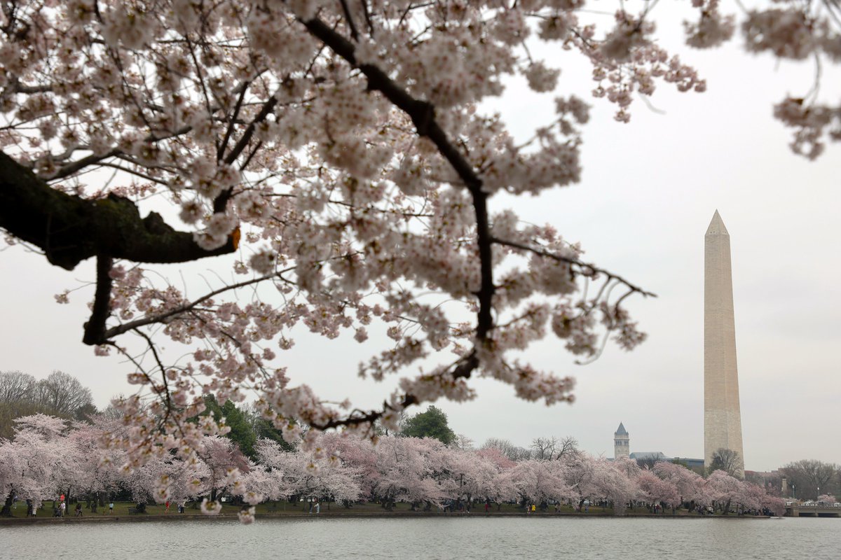 Am in Washington D.C., with sakuras dotting the cityscape. 🌸 Look forward to meeting <a href="/POTUS/">President Donald J. Trump</a> Biden, <a href="/VP/">Vice President JD Vance</a> Harris, <a href="/SpeakerPelosi/">Nancy Pelosi</a> and other US officials over the next few days. – LHL go.gov.sg/muhy22