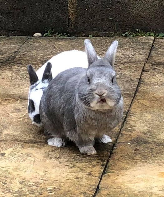 FABClinicians's tweet image. Its #SpeciesSpecacularSunday and we wanted to highlight this great information from the Rabbit Welfare Association and Fund on bunnies acting aggressively

bit.ly/3wbvYQt

#rabbitbehaviour #exoticpet #FABClinicians