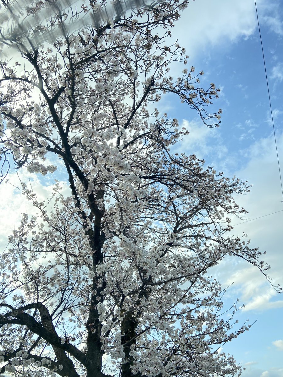 FebYu9's tweet photo. 先週末、何となく桜が開いてきたなぁと思ってたのに今日いきなり見頃か⁉️って勢い。 https://t.co/dvCA0vPgjD