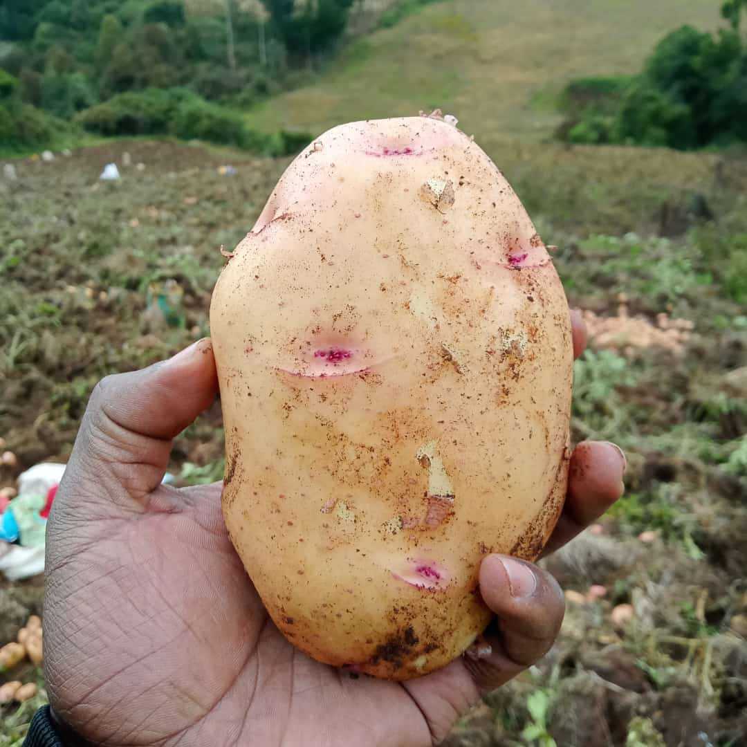 ifarm360's tweet photo. We aggregate and deliver fresh potatoes from local farmers to urban markets. https://t.co/ObQaT36iG4