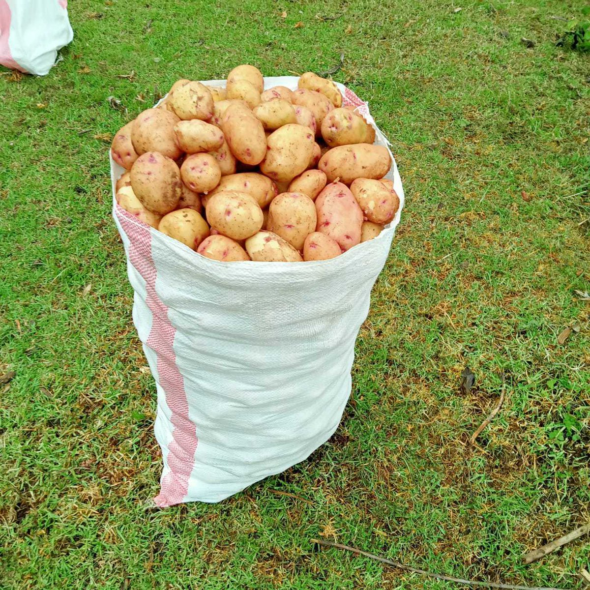 ifarm360's tweet photo. We aggregate and deliver fresh potatoes from local farmers to urban markets. https://t.co/ObQaT36iG4