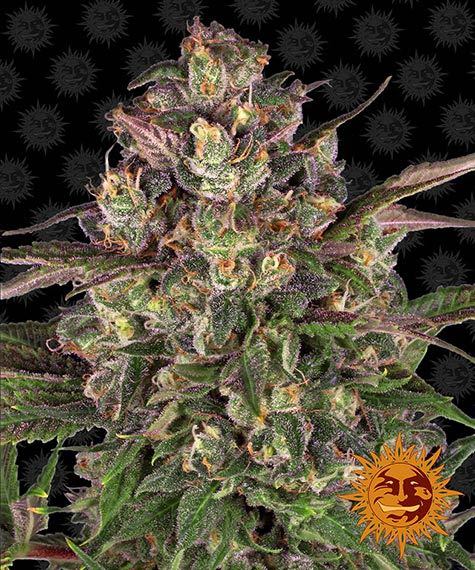 NugDatabase's tweet photo. #Strain of the day: #PeyoteCritical 🌵

This #Psychadelic 🦄 #Indica dominant #Hybrid 🌳 gives a #Unique #Aroma, and #Flowers 💐#Fast!
 
https://t.co/zYjOO2i4QK

#CannabisCulture #WeedLovers #StonerFam #StrainOfTheDay
🔥🌲😎💨 https://t.co/eLJ1vXIp5q