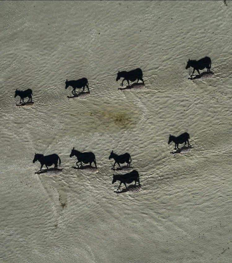 DraLanger's tweet photo. ¿Caballos negros?
Amplia y te llevarás una sorpresa.
Foto de Beverly Joubert con la que ganó un premio National Geografic. https://t.co/z4PBWuHDTs