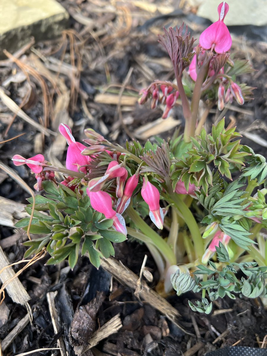 beckyridley's tweet photo. @TranbyReception we went looking for signs of spring in garden today ☀️ 🌺 🌳 https://t.co/vnuLxGdxt5