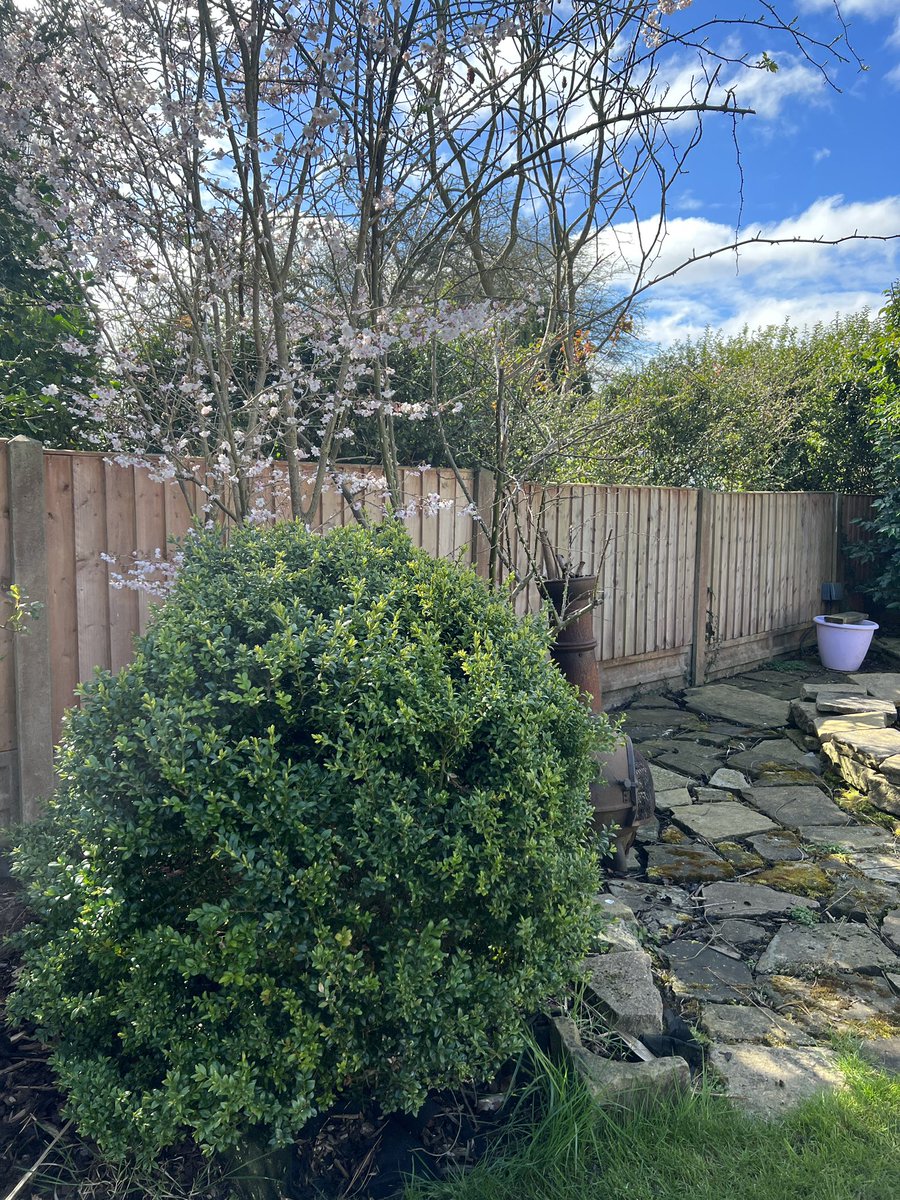 beckyridley's tweet photo. @TranbyReception we went looking for signs of spring in garden today ☀️ 🌺 🌳 https://t.co/vnuLxGdxt5