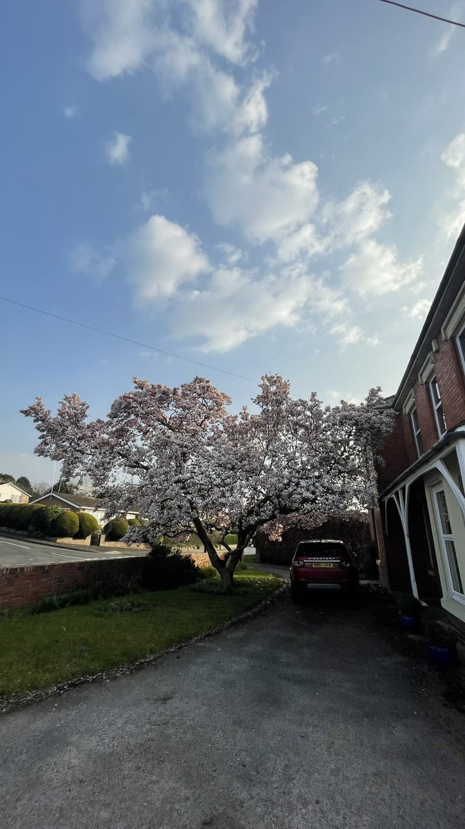 #BlossomWatch. Absolutely Magnificent Magnolia blossom this year.