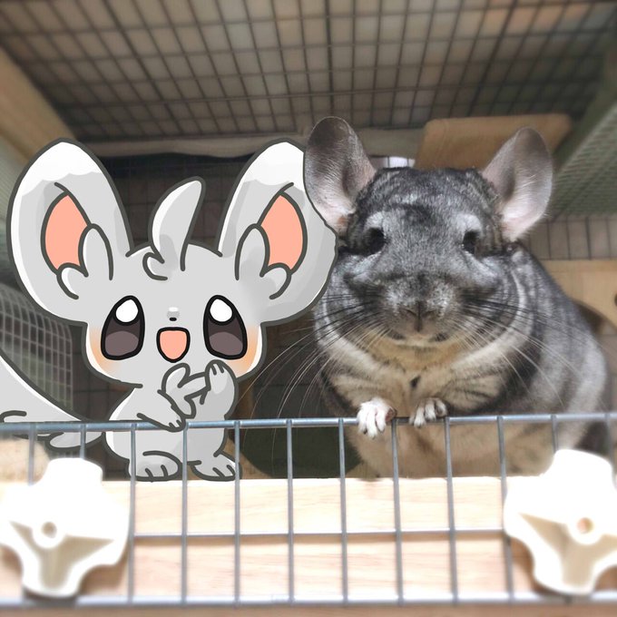 チンチラのtwitterイラスト検索結果
