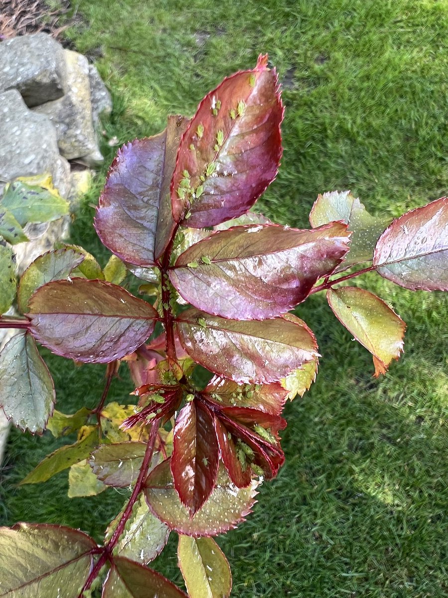 beckyridley's tweet photo. It was a good job as we found some pests on our roses that need some attention 🌹 @TranbyReception https://t.co/ysffwUdtzW