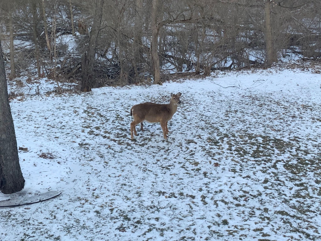 This Winter Has Been a Relentless One!
l8r.it/lV0C
#winter #travel #animals #michigan #writerslift #
#weather #season
#snow