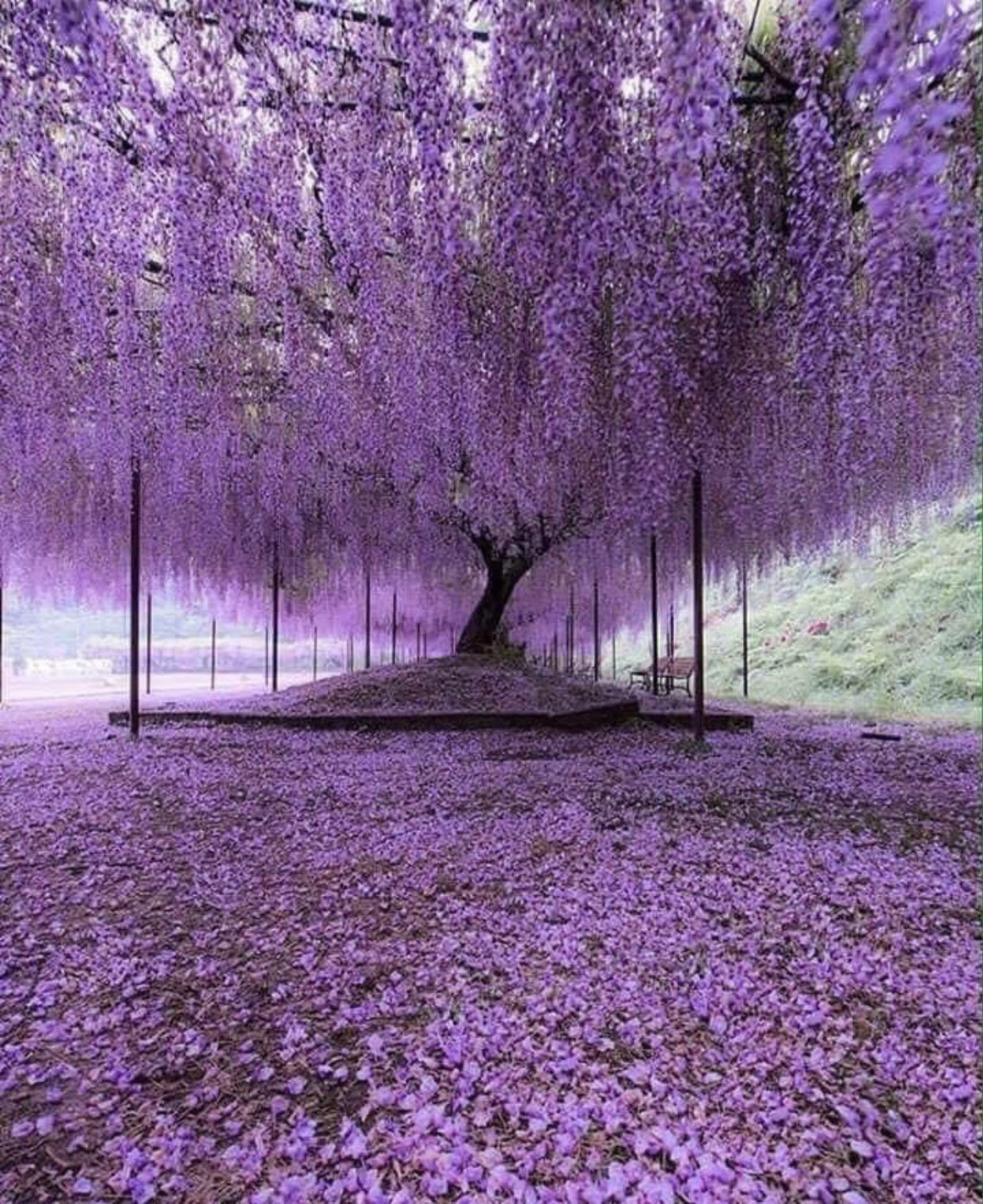 樹齢0年の藤の花 その幻想的な光景が海外で話題 話題の画像プラス
