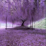 樹齢200年の藤の花。その幻想的な光景が海外で話題。