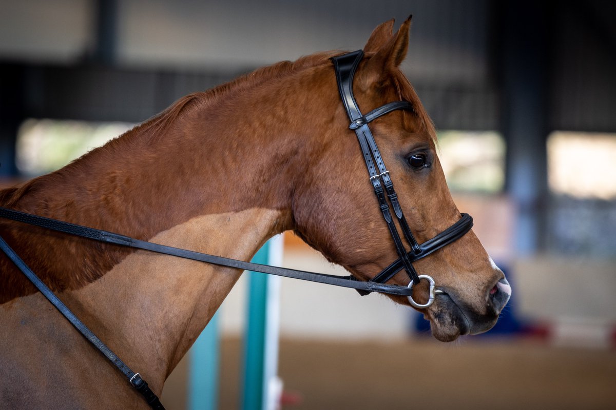 Gsxr1000UKKO's tweet photo. Busy morning at the riding club #horse #pony #johnsmart #training @britishridingclub https://t.co/XpwyLf0bT7