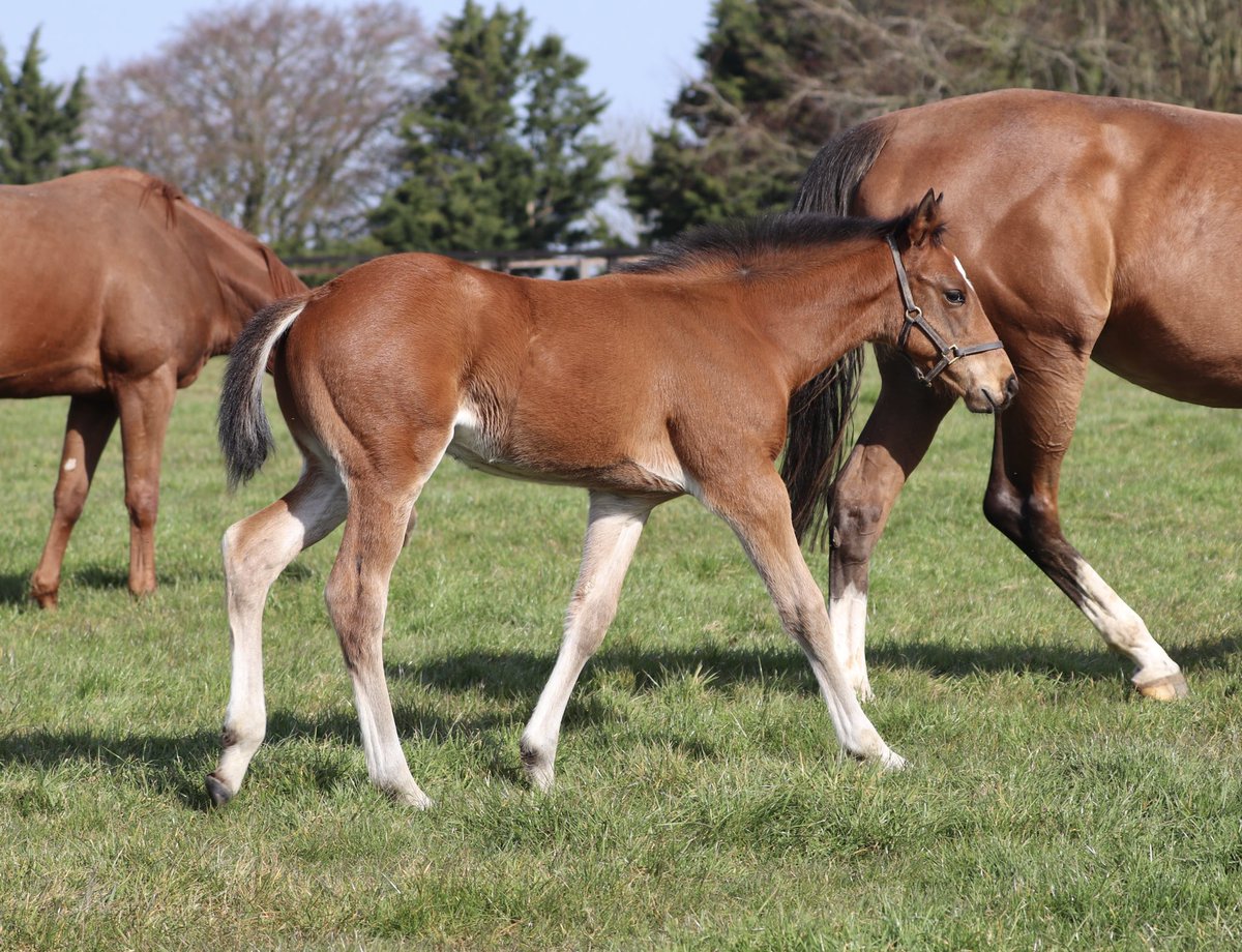 wickhamwicks's tweet photo. Sea The Stars colt #FirstFoal #AllQuality https://t.co/cBWe3cwQak