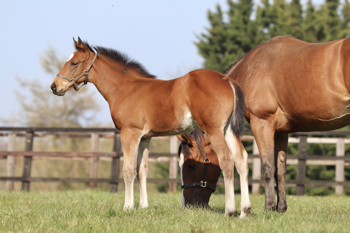 wickhamwicks's tweet photo. Sea The Stars colt #FirstFoal #AllQuality https://t.co/cBWe3cwQak
