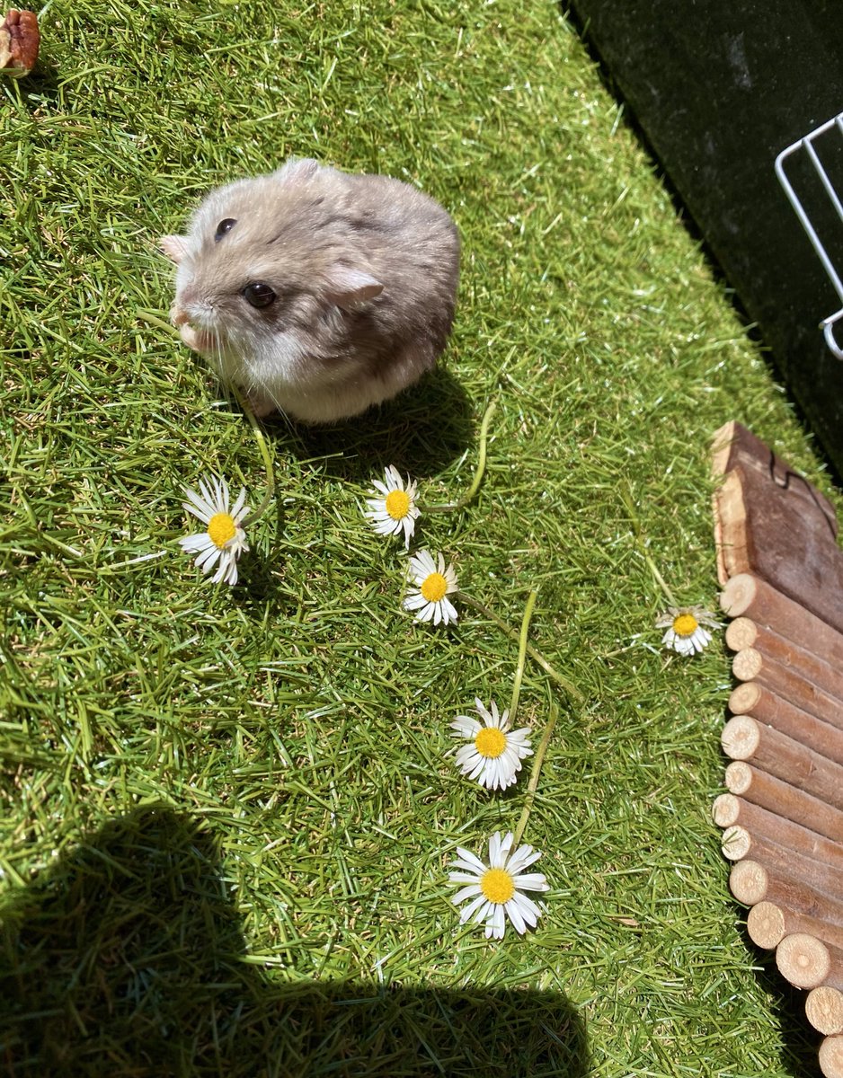 cuteANDniceeee's tweet photo. brudi hat heute einbisschen in der sonne gespielt &amp; ich hab paar blumen für ihn gepflückt :) https://t.co/9Prvj4VMmR