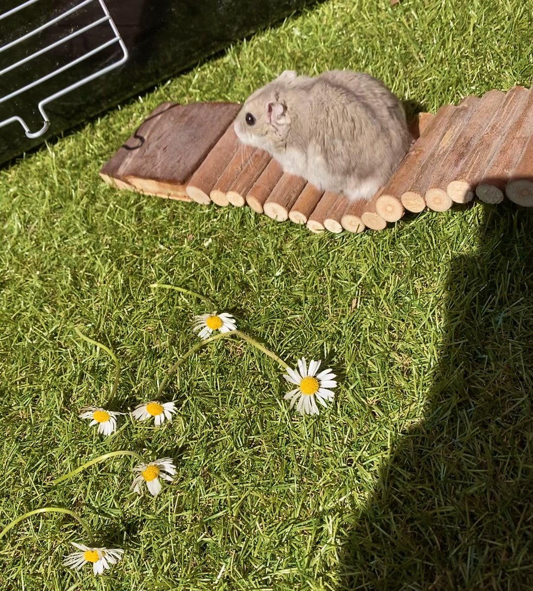 cuteANDniceeee's tweet photo. brudi hat heute einbisschen in der sonne gespielt &amp; ich hab paar blumen für ihn gepflückt :) https://t.co/9Prvj4VMmR