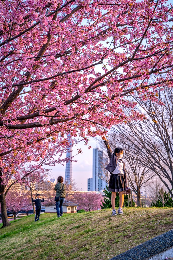 Japaniafr's tweet photo. La beauté des cerisiers, un moment éphémère dont tout le monde profite durant 2 courtes semaines pleines de féerie 🌸 https://t.co/exnfJirJ6S