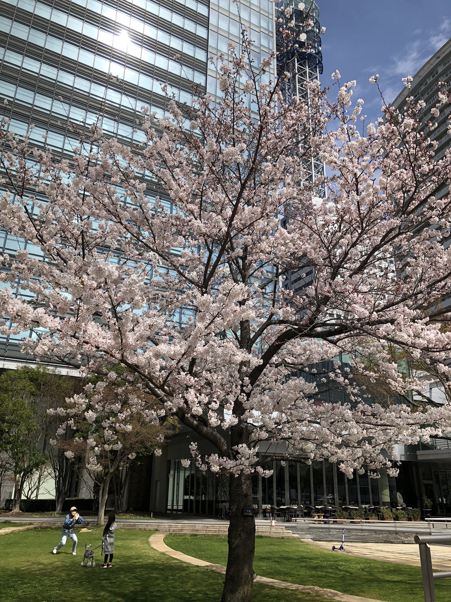 堂本剛ソロワークfun 堂本剛植樹 剛桜 みなとみらい 3 27 横浜みなとみらいの剛桜 たくさんの写真を提供して頂きました ありがとうございます 本当に綺麗撮って下さってありがとうございます T Co N1v0npjspu Twitter