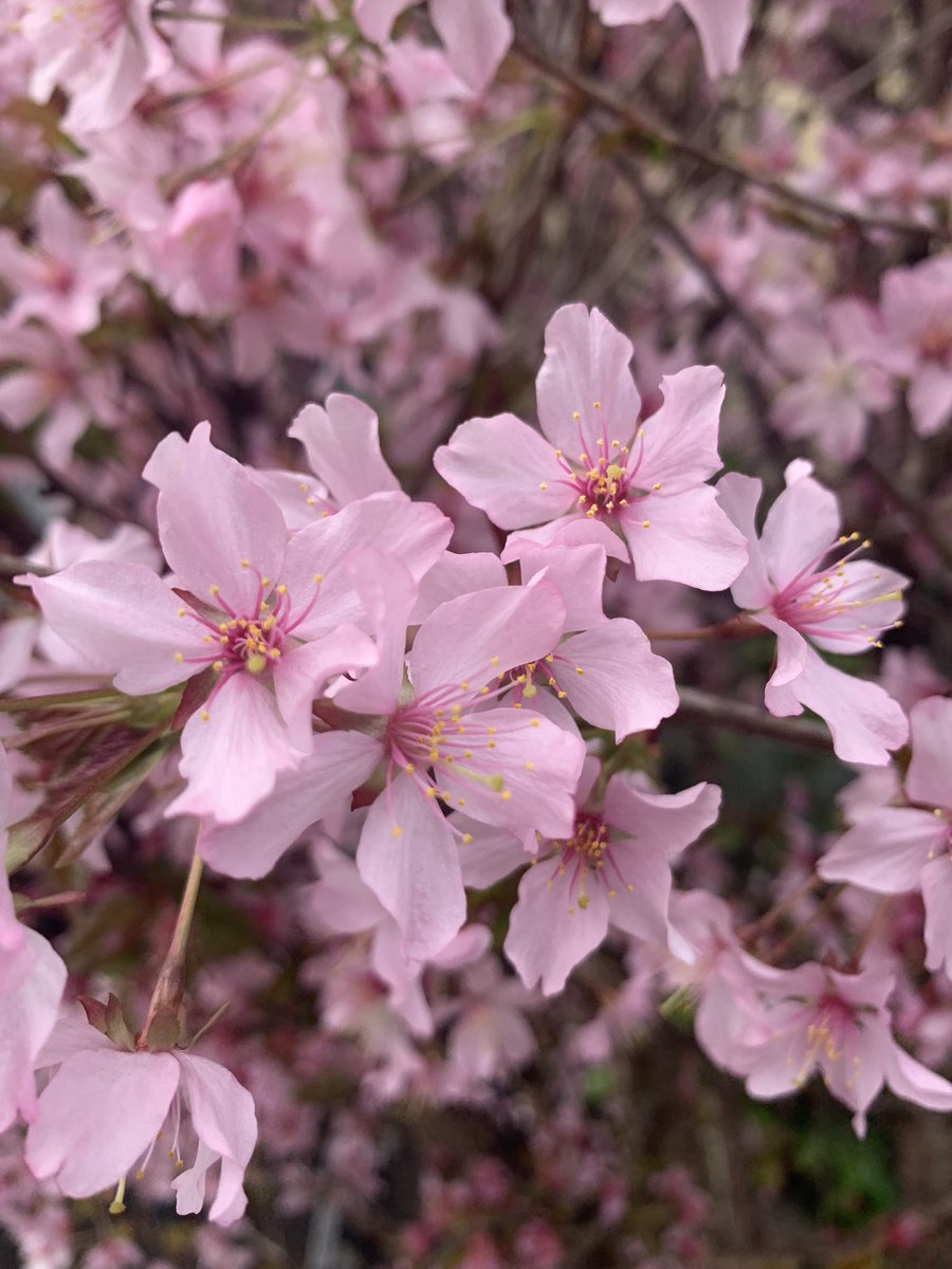 PDervan's tweet image. #BlossomWatch Lees, Oldham