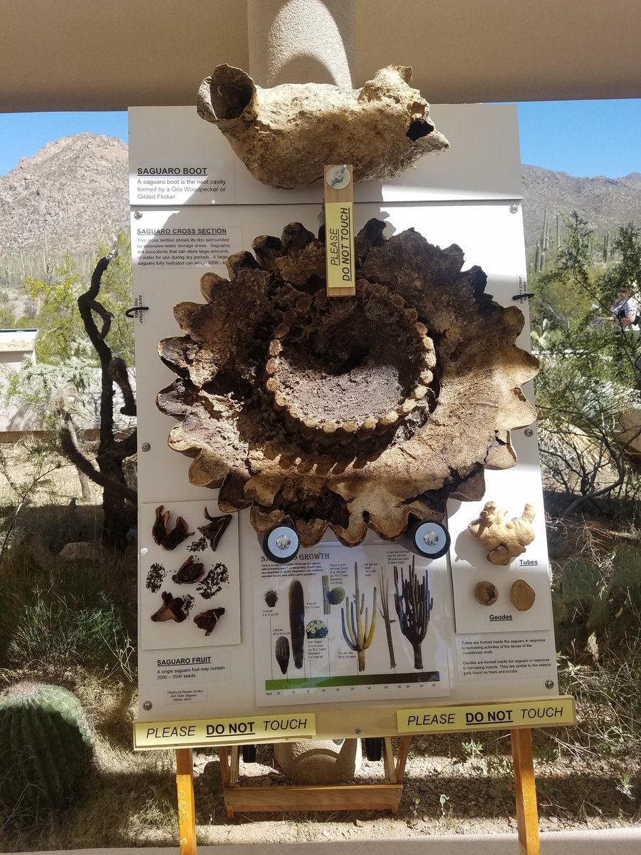BrianOTheWorld's tweet photo. Saguaro National Park near Tucson. https://t.co/zLkShutH1T